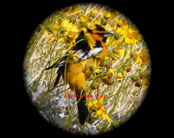 Bullocks Oriole in brittle bush